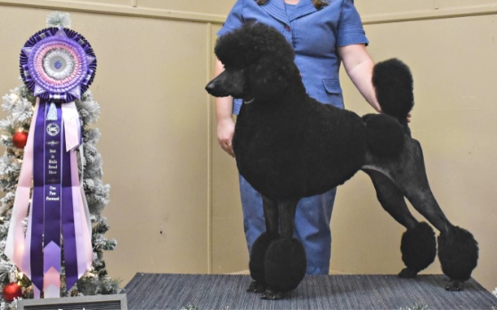 Ghibli Poodles, Northwest Ohio Poodle Breeder