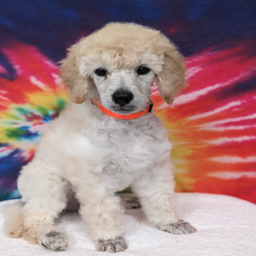 Ghibli Poodles, Northwest Ohio Poodle Breeder