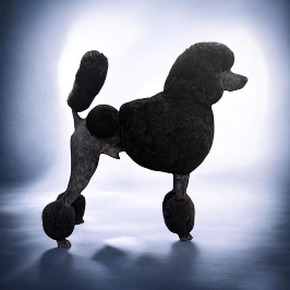 Ghibli Poodles, Northwest Ohio Poodle Breeder