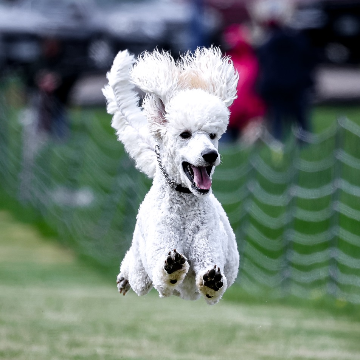 Ghibli Poodles, Northwest Ohio Poodle Breeder