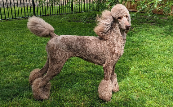 Ghibli Poodles, Northwest Ohio Poodle Breeder