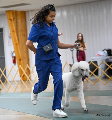 Ghibli Poodles, Northwest Ohio Poodle Breeder