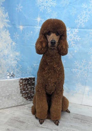 Ghibli Poodles, Northwest Ohio Poodle Breeder